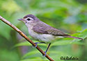 Vireo gilvus